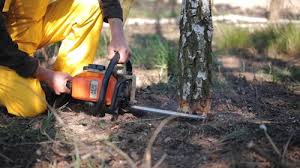 Best Palm Tree Trimming  in Carbon Cliff, IL